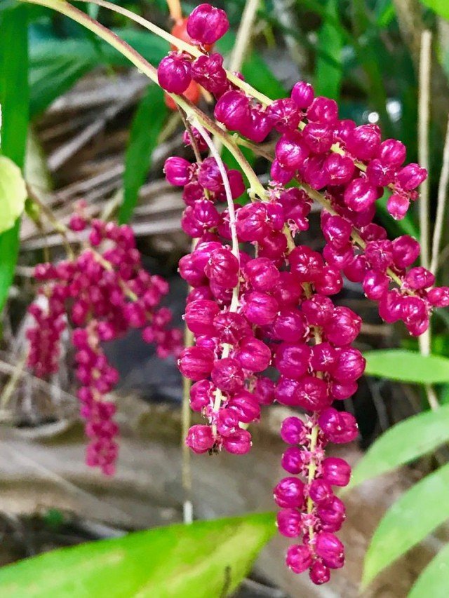 Berry -Baring Deering - binnen zeldzaamheid. Zorg thuis. Foto