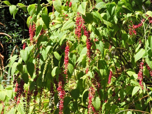 Berry -Baring Deering - binnen zeldzaamheid. Zorg thuis. Foto