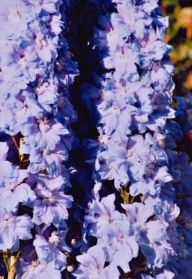 Delphinium - blauw kant bij het prieel. Zorg, groeien, reproductie. Ziekten en ongedierte. Foto