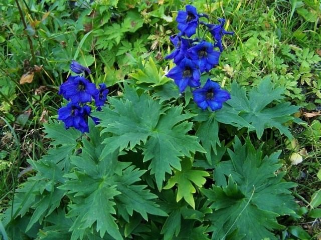 Delphinium - blauw kant bij het prieel. Zorg, groeien, reproductie. Ziekten en ongedierte. Foto