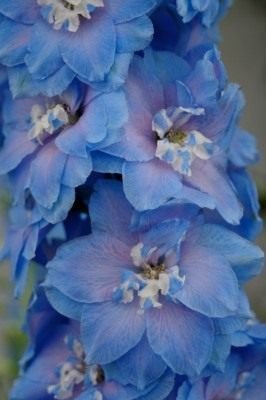 Delphinium - blauw kant bij het prieel. Zorg, groeien, reproductie. Ziekten en ongedierte. Foto