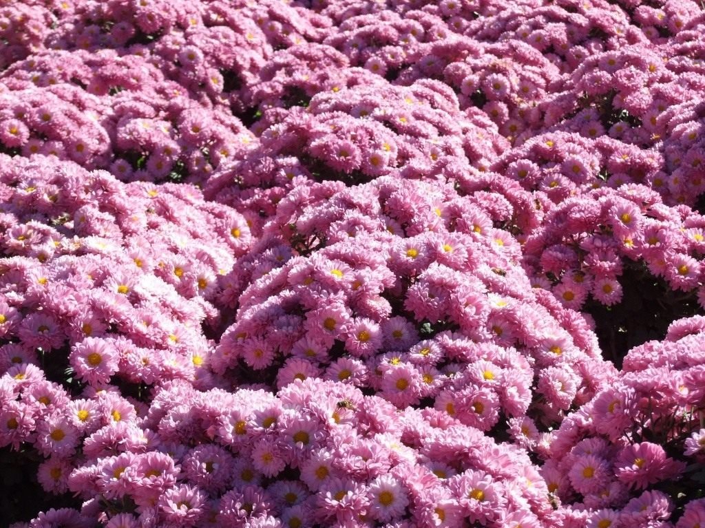 Ball Chrysanthemum in de Nikitsky Botanical Garden. Variëteiten van tuinchrysanthemums. Foto