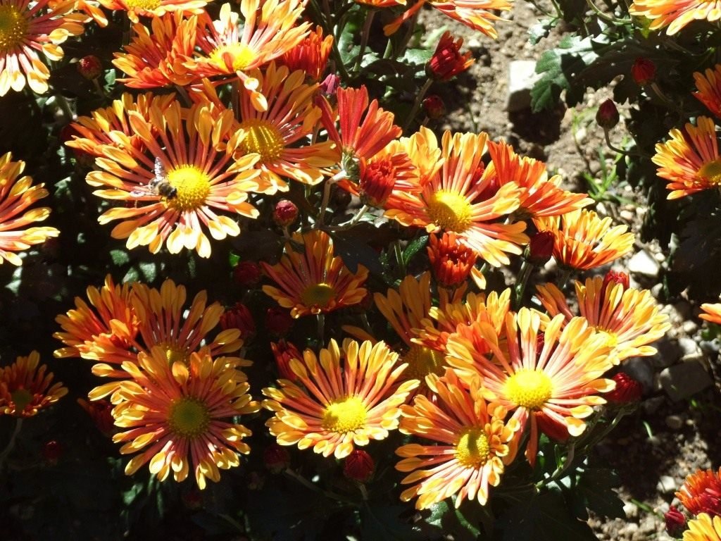 Ball Chrysanthemum in de Nikitsky Botanical Garden. Variëteiten van tuinchrysanthemums. Foto