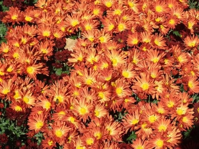 Ball Chrysanthemum in de Nikitsky Botanical Garden. Variëteiten van tuinchrysanthemums. Foto