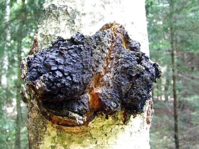 Wat is chaga - recepten en onverwachte eigenschappen van een nuttige paddestoel