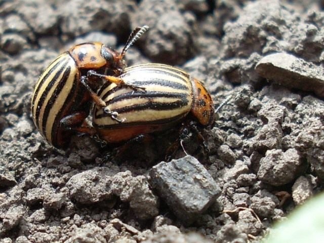 Colorado Beetle - Potato Enemy No. 1. Pests. Strijd. Foto