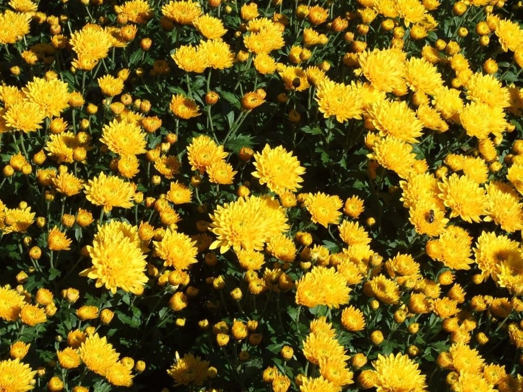 Ball Chrysanthemum in de Nikitsky Botanical Garden. Variëteiten van tuinchrysanthemums. Foto