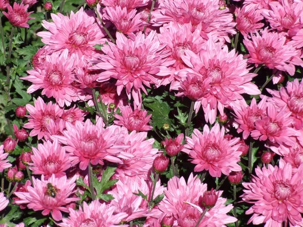 Ball Chrysanthemum in de Nikitsky Botanical Garden. Variëteiten van tuinchrysanthemums. Foto