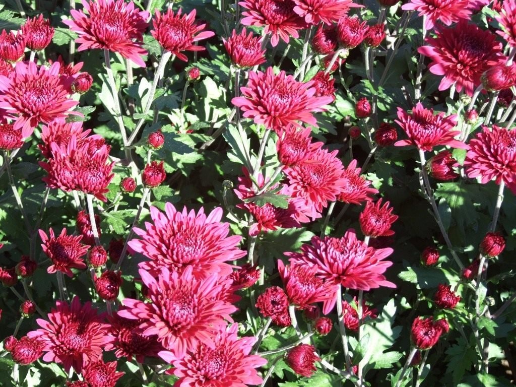 Ball Chrysanthemum in de Nikitsky Botanical Garden. Variëteiten van tuinchrysanthemums. Foto