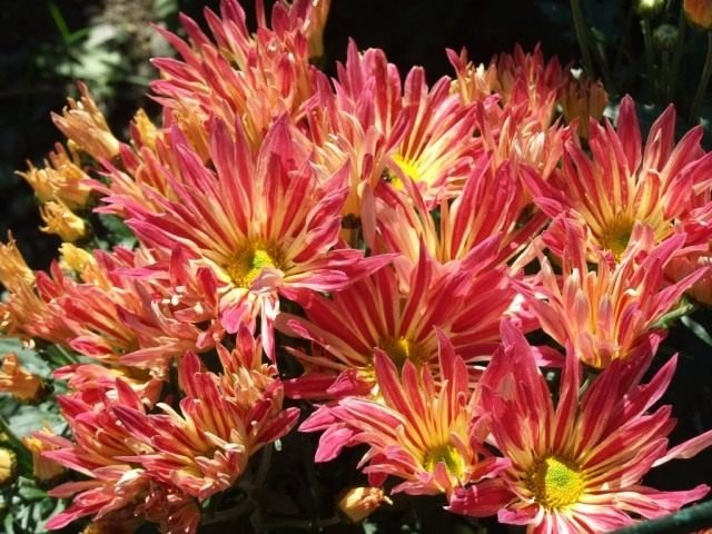 Ball Chrysanthemum in de Nikitsky Botanical Garden. Variëteiten van tuinchrysanthemums. Foto