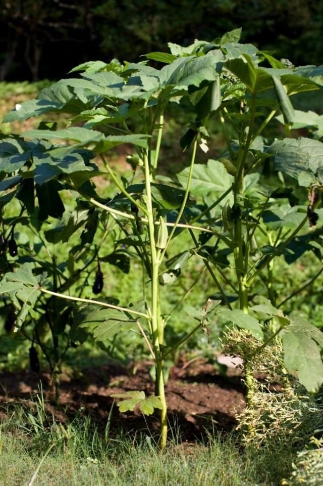 Bamia is een ster van de tuin. Groeien, landen en zorg. Foto