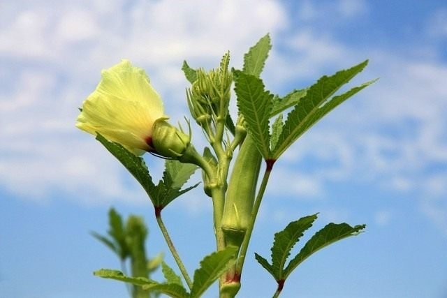 Bamia is een ster van de tuin. Groeien, landen en zorg. Foto