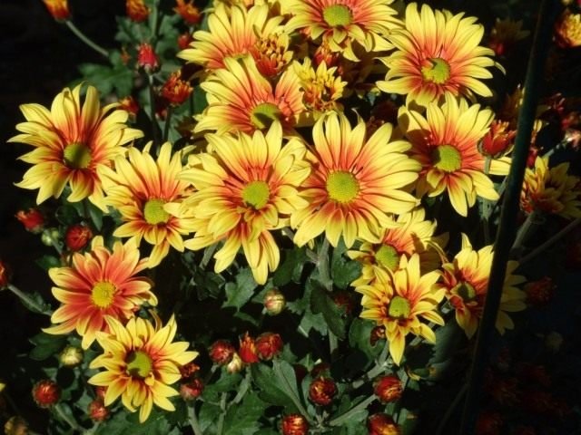 Ball Chrysanthemum in de Nikitsky Botanical Garden. Variëteiten van tuinchrysanthemums. Foto