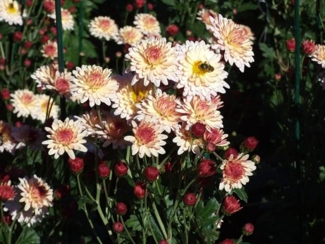 Ball Chrysanthemum in de Nikitsky Botanical Garden. Variëteiten van tuinchrysanthemums. Foto