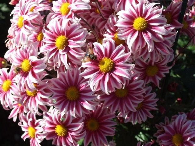 Ball Chrysanthemum in de Nikitsky Botanical Garden. Variëteiten van tuinchrysanthemums. Foto