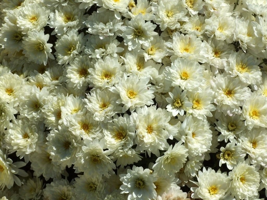 Ball Chrysanthemum in de Nikitsky Botanical Garden. Variëteiten van tuinchrysanthemums. Foto