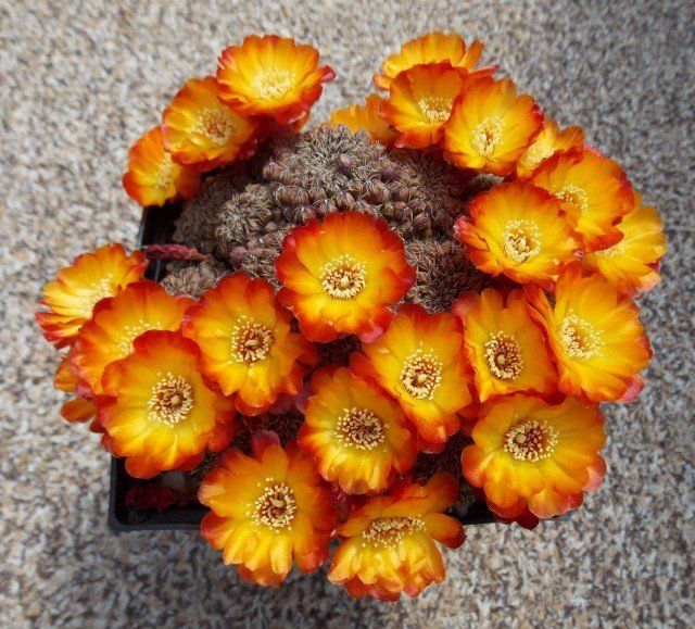 Ailostera en berisping zijn cactussen met bloeiende kransen. Soorten. Zorg thuis. Foto