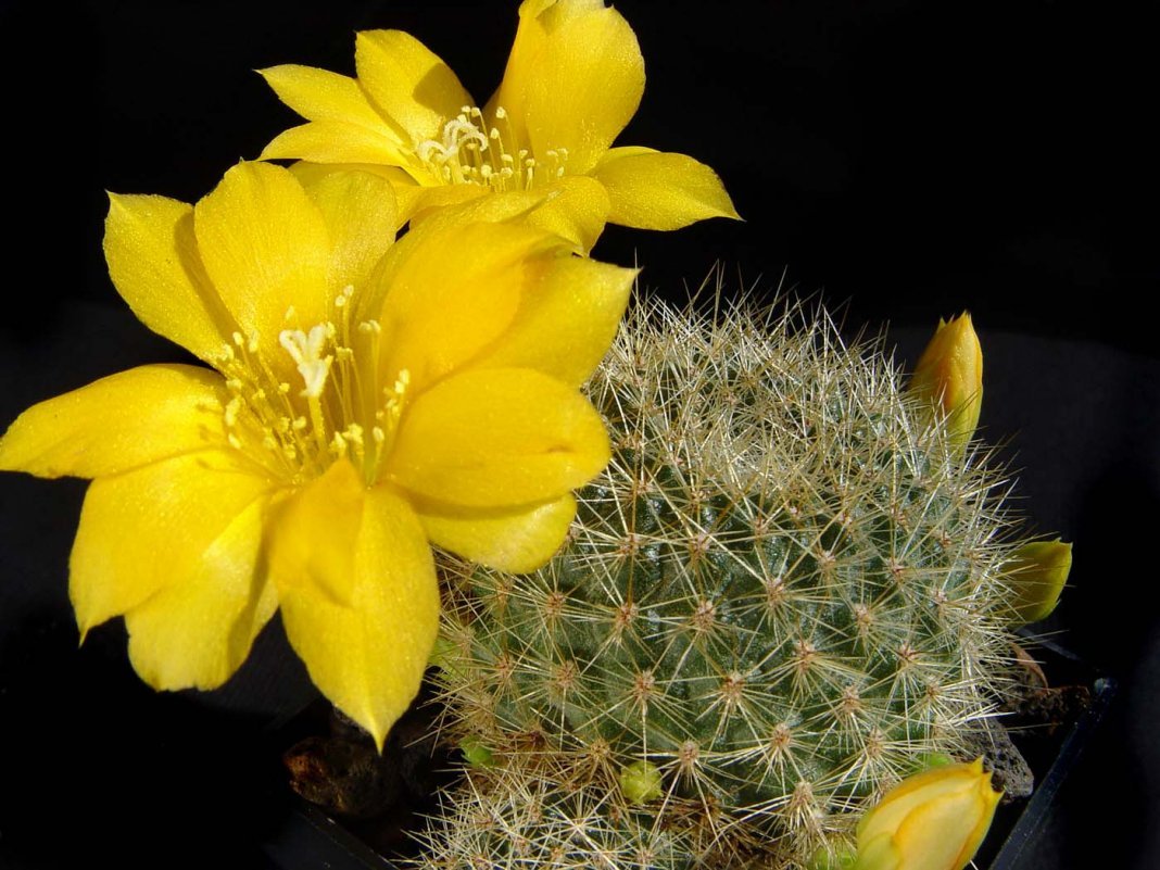 Ailostera en berisping zijn cactussen met bloeiende kransen. Soorten. Zorg thuis. Foto