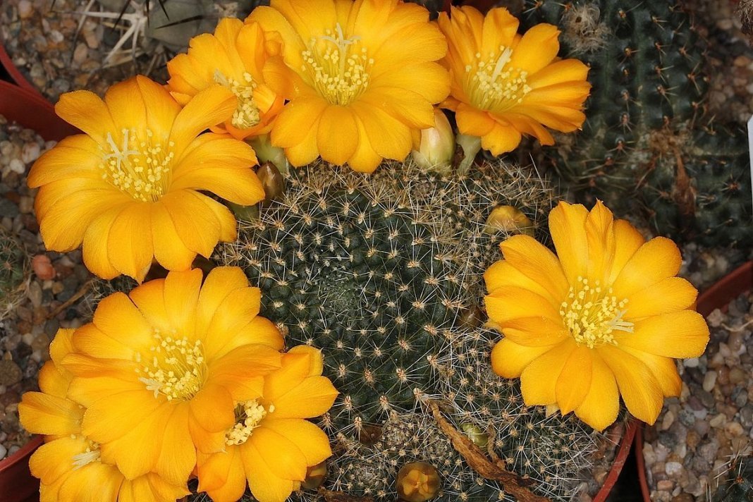 Ailostera en berisping zijn cactussen met bloeiende kransen. Soorten. Zorg thuis. Foto