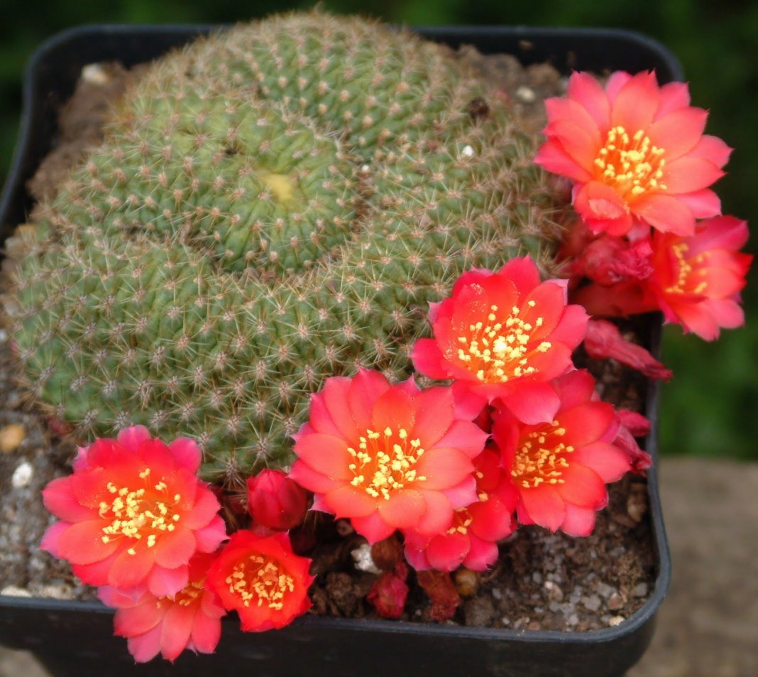 Ailostera en berisping zijn cactussen met bloeiende kransen. Soorten. Zorg thuis. Foto