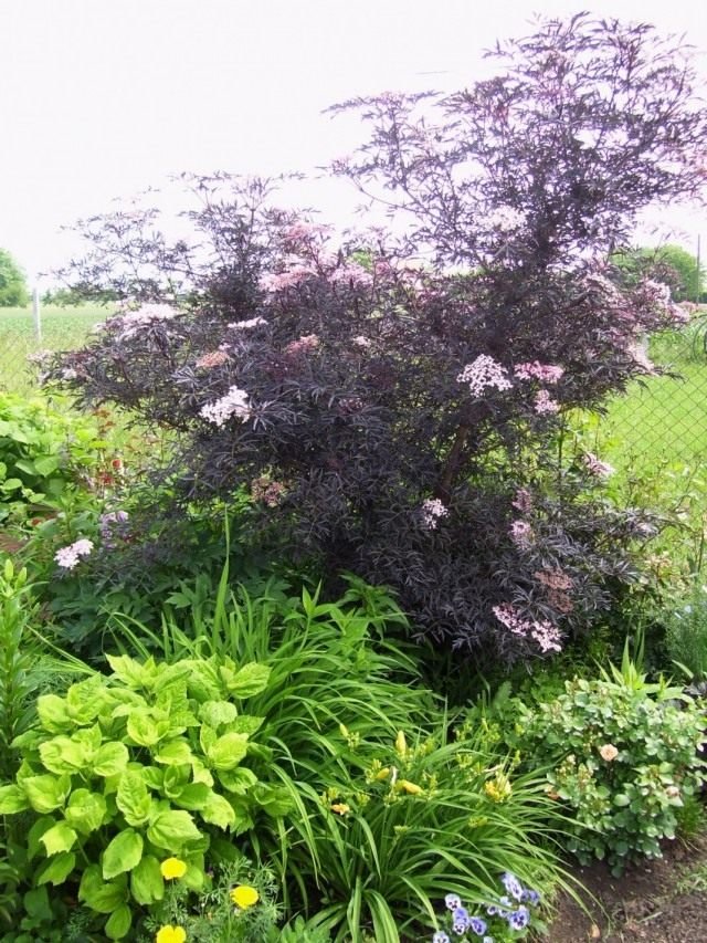 Decoratieve carrière van een vlierbes. Planten, zorg, teelt. Foto