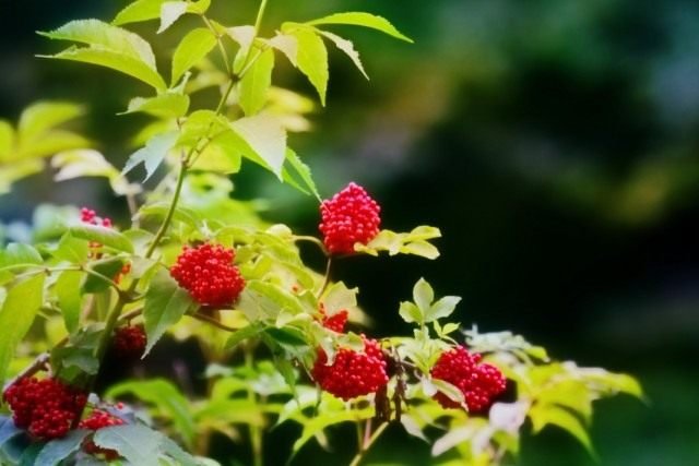 Decoratieve carrière van een vlierbes. Planten, zorg, teelt. Foto