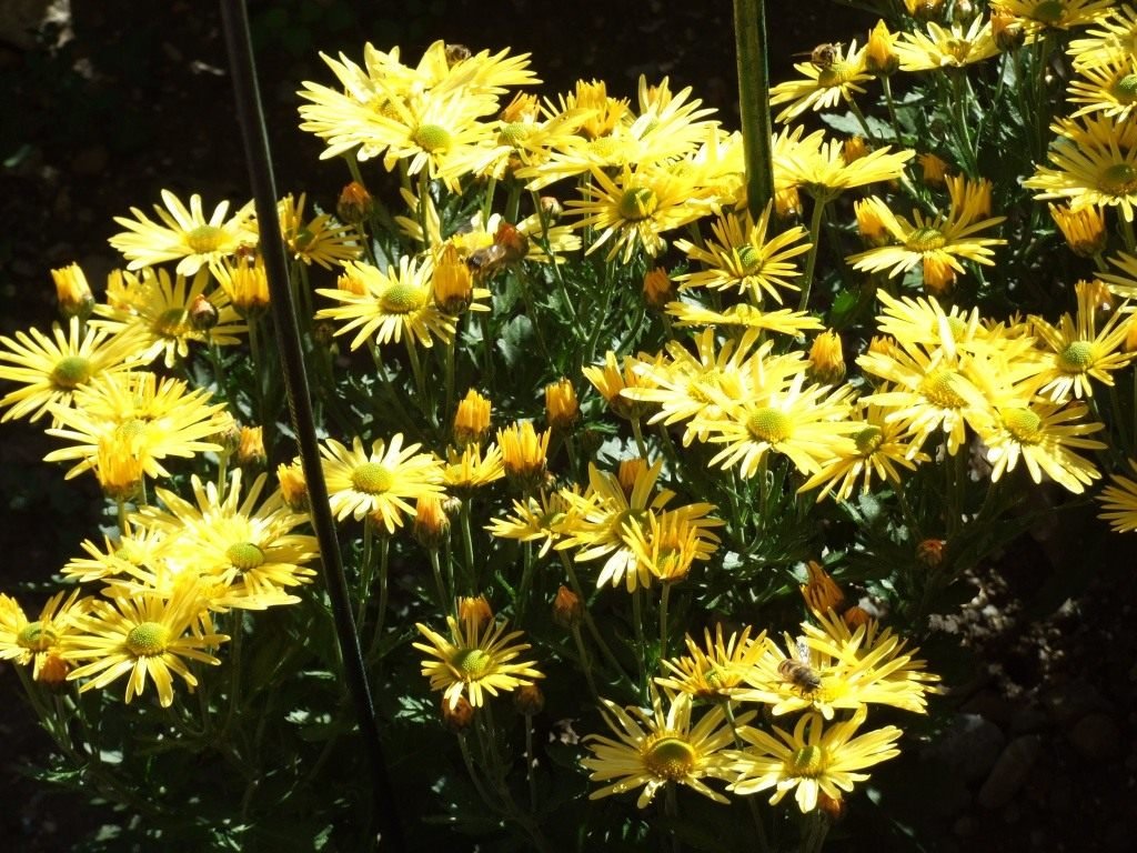 Ball Chrysanthemum in de Nikitsky Botanical Garden. Variëteiten van tuinchrysanthemums. Foto