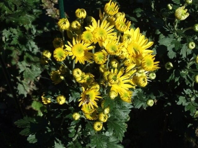 Ball Chrysanthemum in de Nikitsky Botanical Garden. Variëteiten van tuinchrysanthemums. Foto