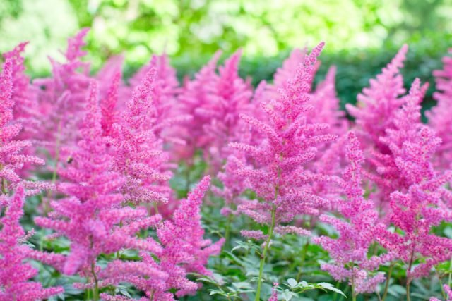 Een bloementuin in roze - 10 beste planten. Foto