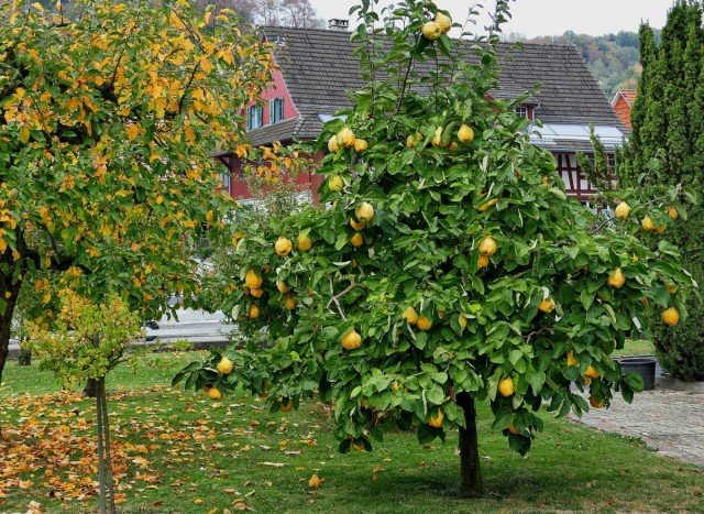 Aiva is een mooie boom, heerlijke en gezonde fruit. Planten, zorg, gebruik in tuinontwerp. Foto