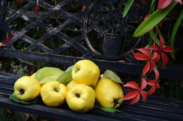 Aiva is een mooie boom, heerlijke en gezonde fruit. Planten, zorg, gebruik in tuinontwerp. Foto