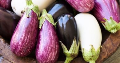 Aubergine -palet - over de smaak van aubergine van verschillende kleuren. Beschrijving van variëteiten en foto's