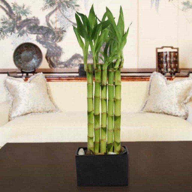 Bamboo, of een stuk tropen bij jou thuis. Zorg thuis. Foto