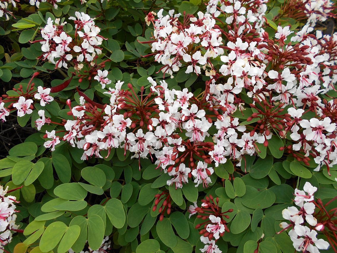 BAUHINIA - Hoe een orchideboom thuis te laten groeien? Foto