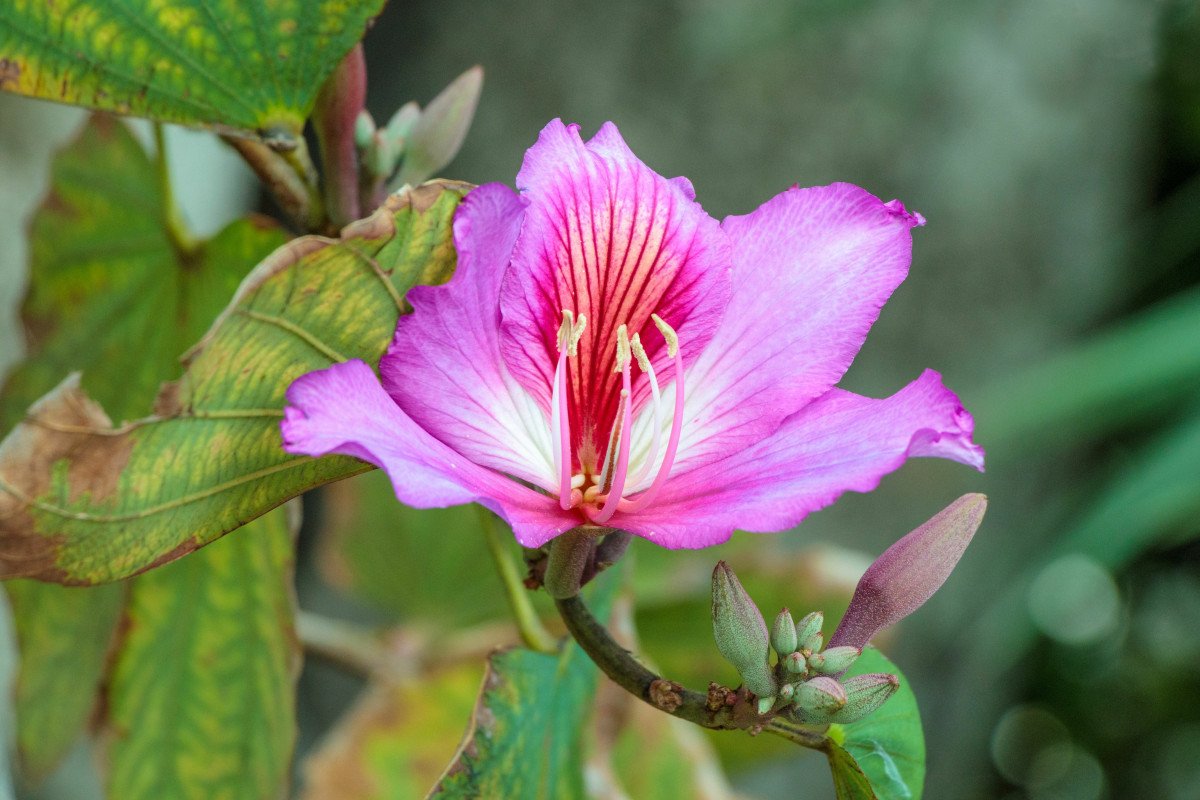 BAUHINIA - Hoe een orchideboom thuis te laten groeien? Foto