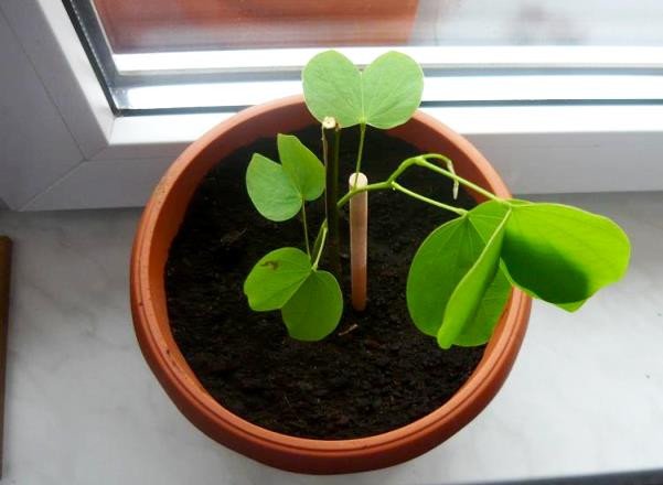 BAUHINIA - Hoe een orchideboom thuis te laten groeien? Foto