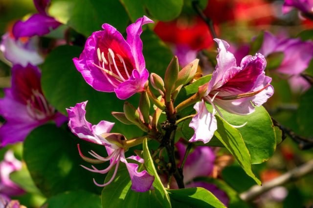 BAUHINIA - Hoe een orchideboom thuis te laten groeien? Foto