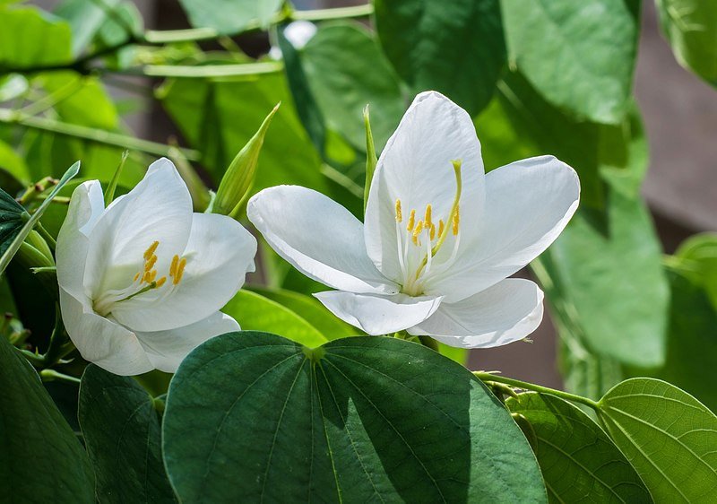 BAUHINIA - Hoe een orchideboom thuis te laten groeien? Foto