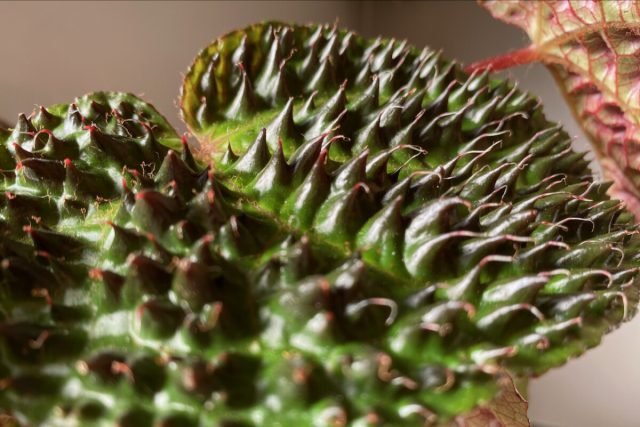 Begonia ferox: esthetiek van durf in een bloemenpot