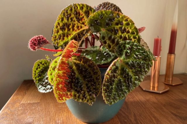 Begonia ferox: esthetiek van durf in een bloemenpot