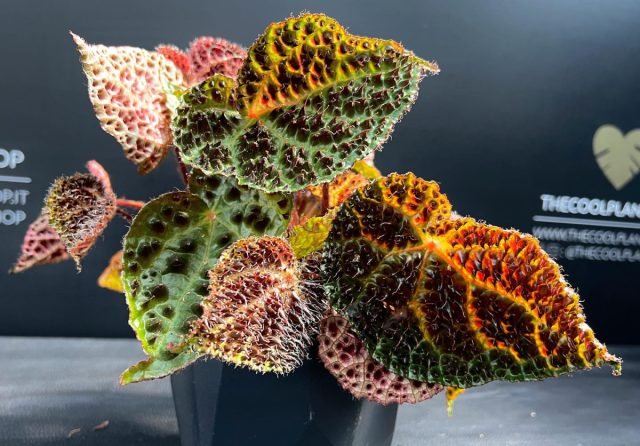 Begonia ferox: esthetiek van durf in een bloemenpot