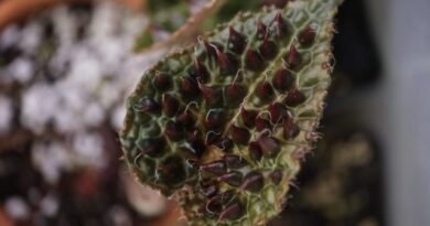 Begonia ferox: esthetiek van durf in een bloemenpot