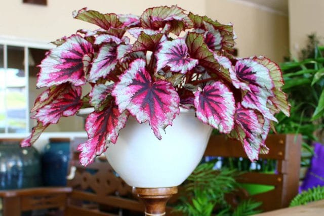 Royal Begonia - verrassend decoratieve bladeren. Zorg thuis. Foto