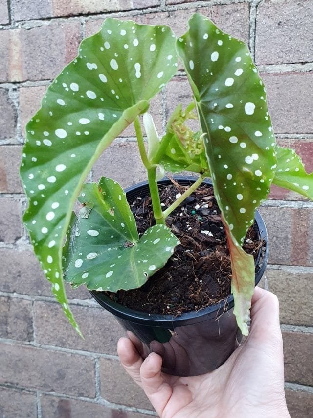 Party Begonia - Groene bladeren in witte erwten. Zorg thuis. Foto