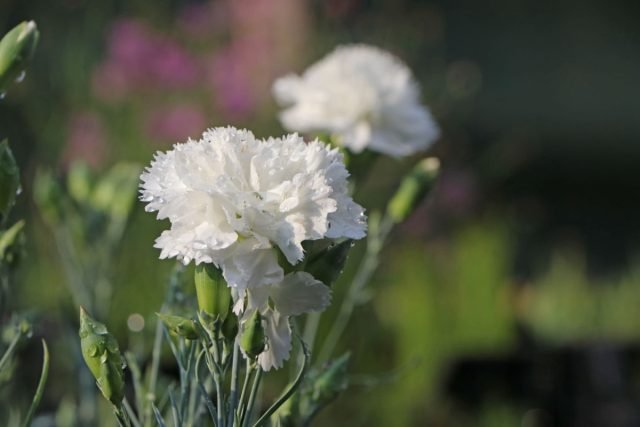 Een sneeuw -witte bloementuin - Hoe maak je een prachtige tuin in één kleur? Foto's van variëteiten en typen