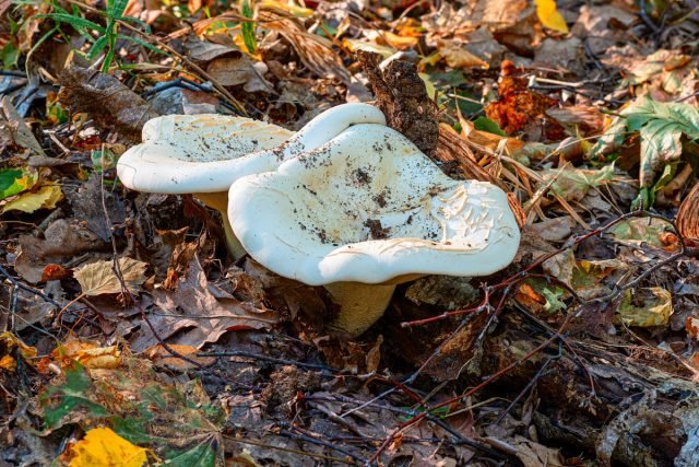 Witte mov en zijn dubbelspel: hoe onderscheid te maken van elkaar en een champignon snack te bereiden. Foto