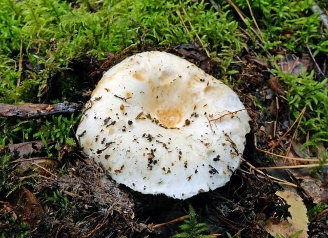 Witte mov en zijn dubbelspel: hoe onderscheid te maken van elkaar en een champignon snack te bereiden. Foto