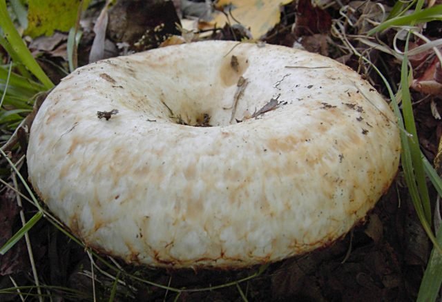 Witte mov en zijn dubbelspel: hoe onderscheid te maken van elkaar en een champignon snack te bereiden. Foto