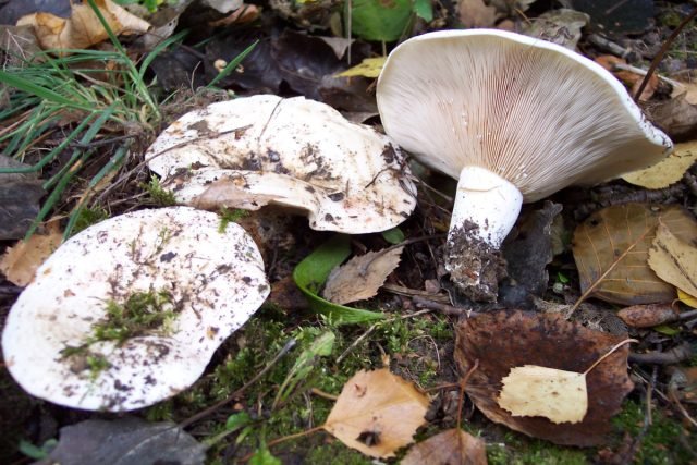 Witte mov en zijn dubbelspel: hoe onderscheid te maken van elkaar en een champignon snack te bereiden. Foto