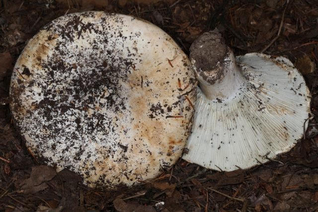 Witte mov en zijn dubbelspel: hoe onderscheid te maken van elkaar en een champignon snack te bereiden. Foto